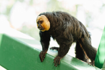 saki monkey with pale yellow face grips green painted beam, looking downward in daylight outdoor enclosure © Vulp