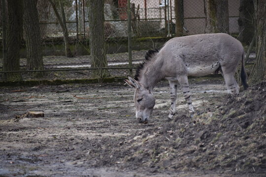A Somali wild ass with distinctive zebra-like stripes on its legs grazes in a dusty enclosure