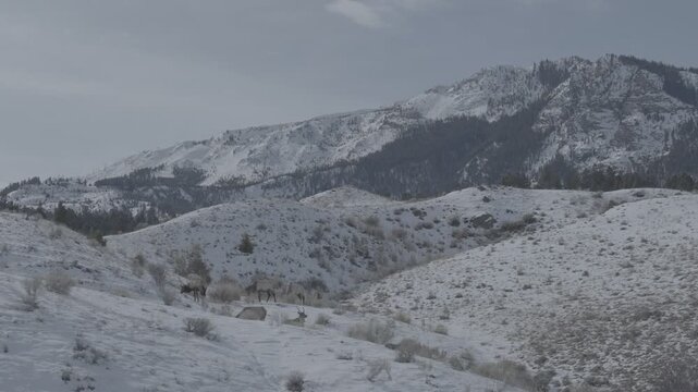 Herd of wild animals grazing in a snowy mountain valley
