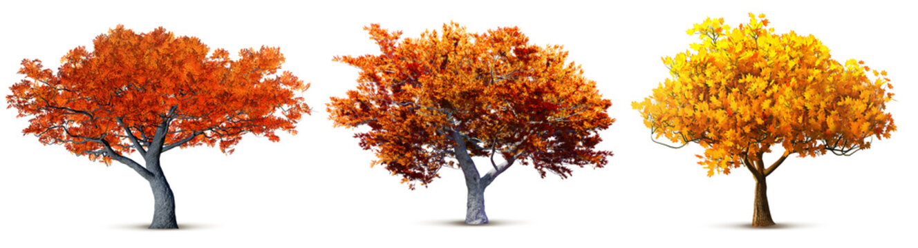 Autumn tree set red orange yellow foliage isolated transparent background