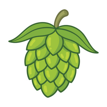 Fresh green hop cone ingredient vector illustration