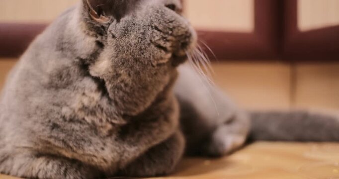 A cute grey British Shorthair cat lying comfortably on a tiled floor indoors. The fluffy pet looks directly at the camera with large orange eyes and a serious expression. Warm home atmosphere.