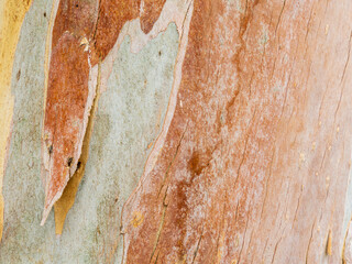 Delicate shading of the bark of a eucalyptus tree at Kibbutz Yizreel useful as a background for art or commercial images © Alan