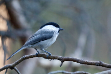 Willow tit © John Sandoy