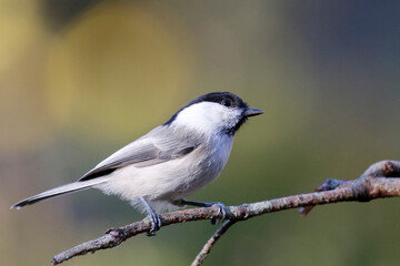 Willow tit © John Sandoy