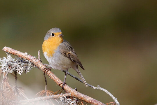 Robin