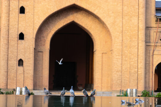 Pigeons Perched by Water Fountain at Jamia Masjid Srinagar