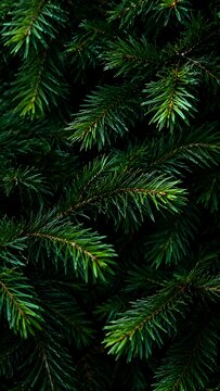 Close up of vibrant green pine needles creating a lush natural background texture
