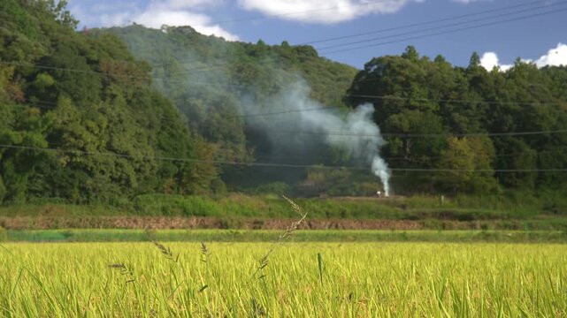 秋の収穫前の田んぼと野焼きをする人の風景_10bit_4:2:2_固定