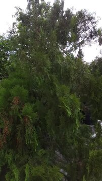 Pine Tree Branches Swaying Gently in the Wind