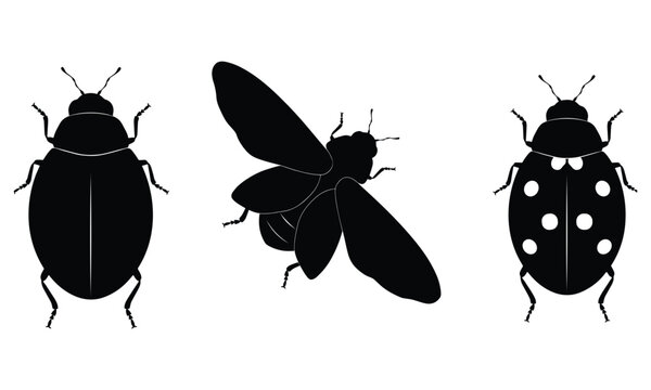 Three black silhouettes of ladybug insects on white background