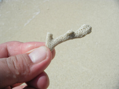 砂浜を背景に指先で持つ白いサンゴのかけら