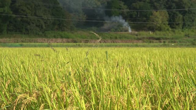 秋の収穫前の田んぼと野焼きをする人の風景_10bit_4:2:2_固定