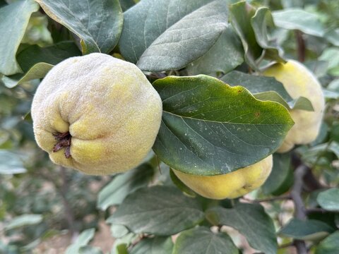 Fresh quince fruits ripening on branch of quince tree in farm orchard during autumn harvest