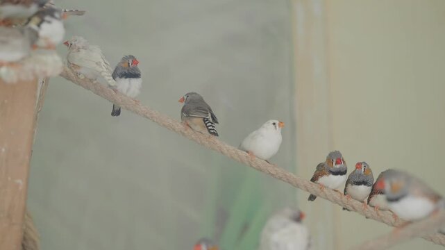 Zebra finches perching on rope in sanctuary exhibit showing social behavior and movement.