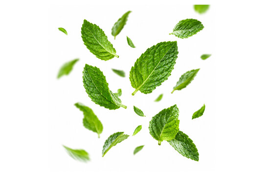 flying mint leaves on white background
