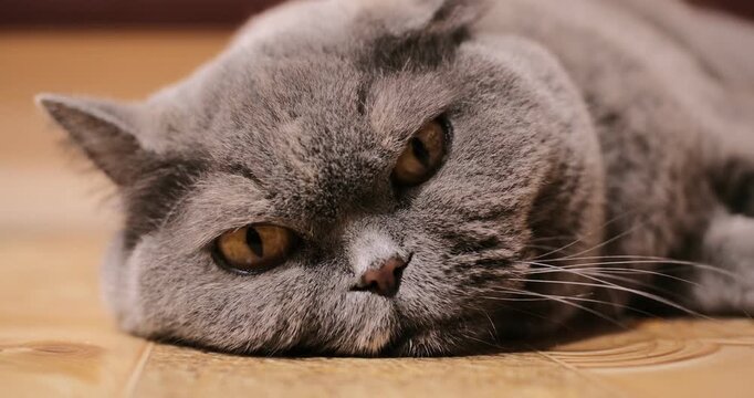 A cute grey British Shorthair cat lying comfortably on a tiled floor indoors. The fluffy pet looks directly at the camera with large orange eyes and a serious expression. Warm home atmosphere.