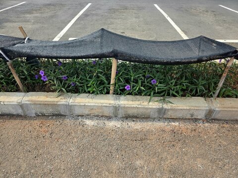 Purple flowering plants growing in roadside landscaped bed beneath black shade net
