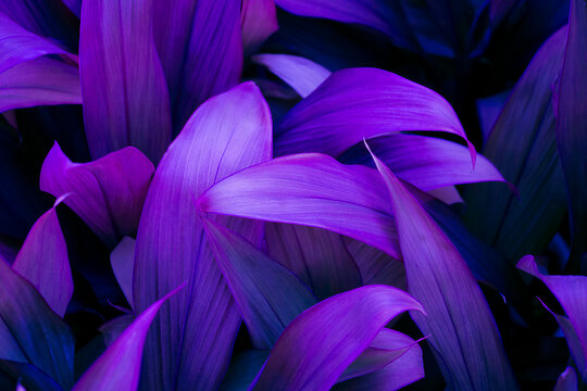 clean violet leaves natural light Suitable for all kinds of backgrounds.