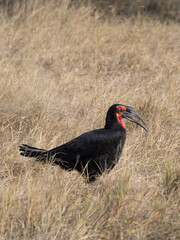 Ground hornbill © Dave The Mariner