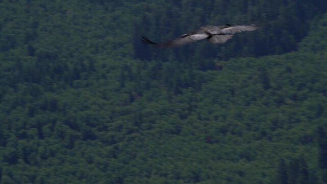California condor gliding past a forested ridge