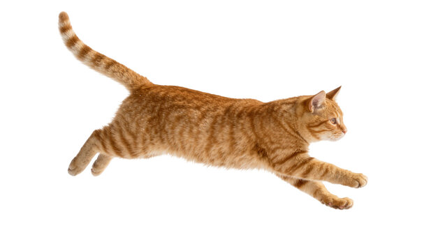 Orange tabby cat in mid-air jump, isolated on transparent background