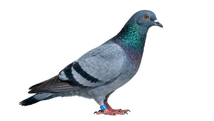 Fototapeta premium Gray pigeon with iridescent neck feathers and blue leg band, isolated on transparent background