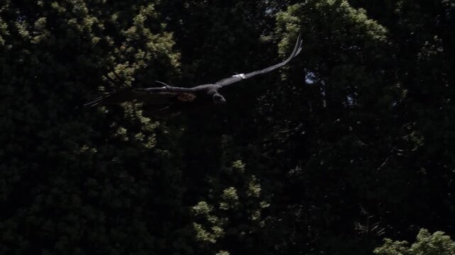 California condor soaring against a clear blue sky