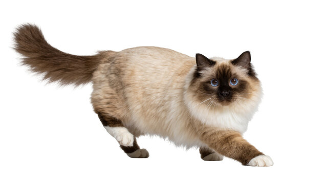 Fluffy Birman cat with blue eyes poised to pounce, isolated on transparent background