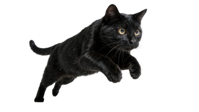 Sleek black cat mid-leap with bright yellow eyes, isolated on transparent background