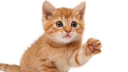 Cute orange tabby kitten raising paw, isolated on transparent background © Petra
