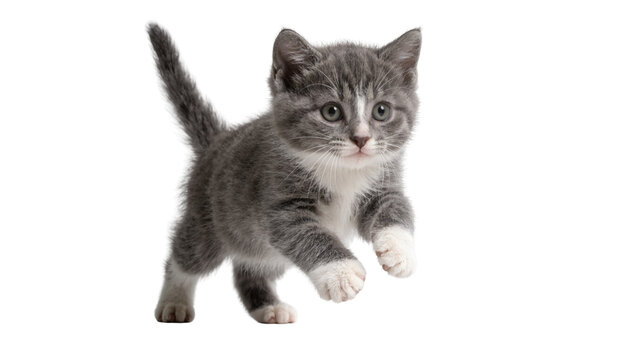 Small grey tabby kitten with white paws running, isolated on transparent background