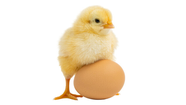Fluffy yellow chick perched on a brown egg, isolated on transparent background