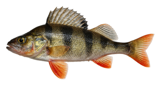European perch fish with dark vertical stripes, isolated on transparent background