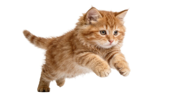 Fluffy ginger tabby kitten mid-air jump, isolated on transparent background