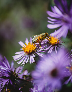 Honey bee collecting nectar from a purple aster flower