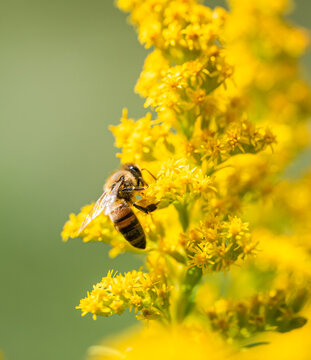 Honey bee collecting pollen on a vibrant goldenrod yellow flower