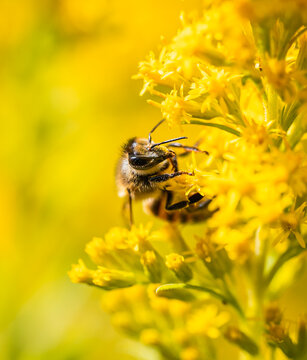Macro of honey bee collecting nectar from bright yellow flower