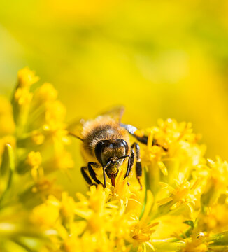 Close up of a honey bee covered in pollen on a vibrant yellow flower