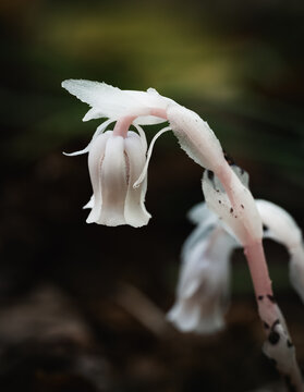 Macro detail of a pale ghost pipe flower blooming in forest