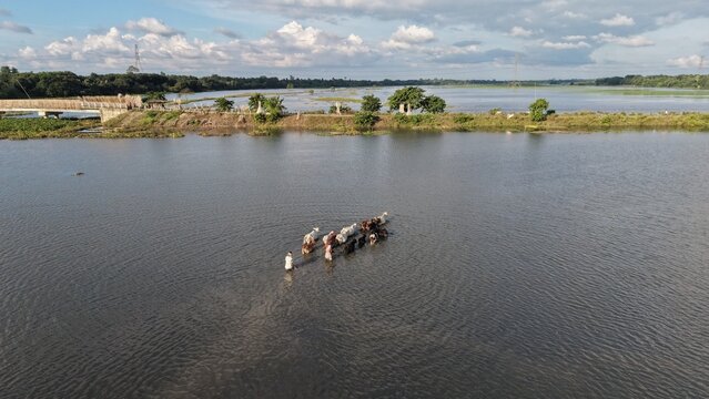 Herder guides a herd of cattle through the water