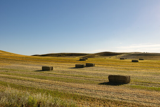 Square hay bales scattered across a harvested field