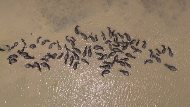 Aerial top down view of water buffalo herd swimming