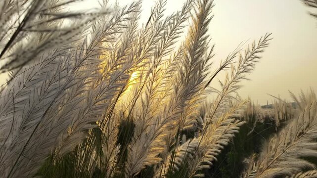 Closeup of Saccharum Spontaneum or Kash Phool with Sun During Sunset Time Sky and Clouds, Also Known as Kans Grass, Wild Sugarcane, Kashful