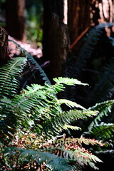 Fototapeta premium Green fern fronds beside a tree trunk in a forest