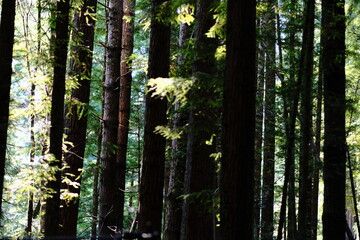 Fototapeta premium Dark conifer trunks with sunlight in a forest