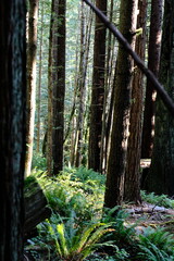 Fototapeta premium Tall straight conifer trunks in a green forest