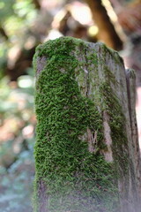 Fototapeta premium Moss covered wooden post in a green forest close-up