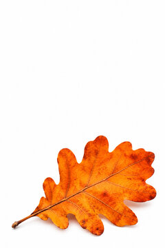 Solitary rusty autumn leaf  isolated on plain white background, seasonal fall foliage and natural decay concept