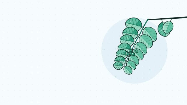 Gentle 4K seamless loop showing eucalyptus branch round leaves swaying in a clean flat vector style with fresh green colours and a bright light backdrop. Slow natural movement and generous copy space.